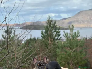 French Bulldog dogs Beautiful stocky athletic frenchie. Kc registered - Advert 4