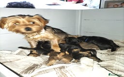 Yorkshire Terrier dogs for sale: Yorkshire terrier pups for sale - Image 17