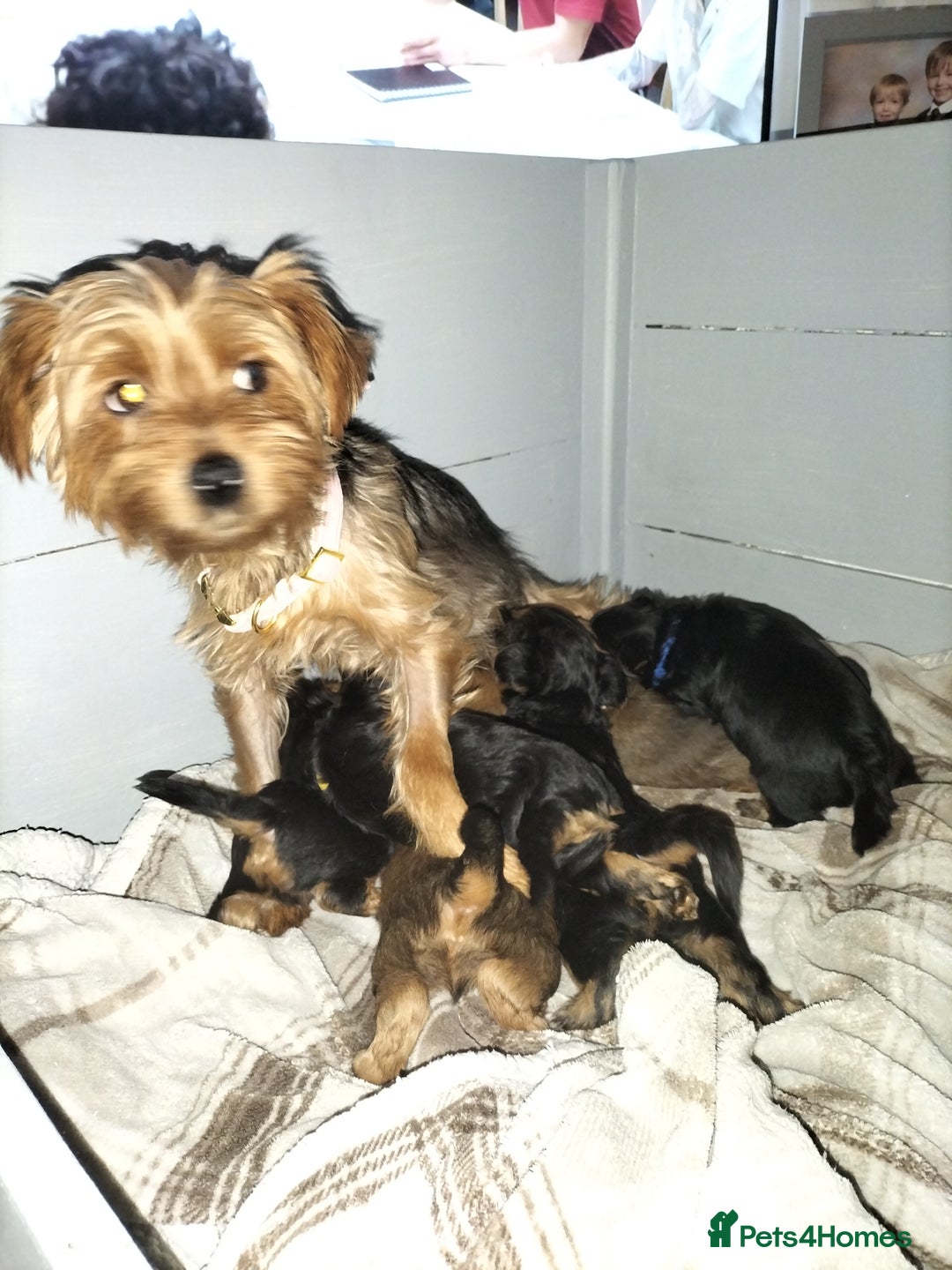 Yorkshire Terrier dogs for sale: Yorkshire terrier pups for sale - Image 17