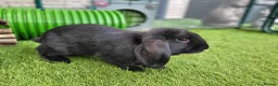 Mini Lop rabbits for sale: Beautiful Mini Lop Mix Rabbits - READY THURSDAY  - Advert 13