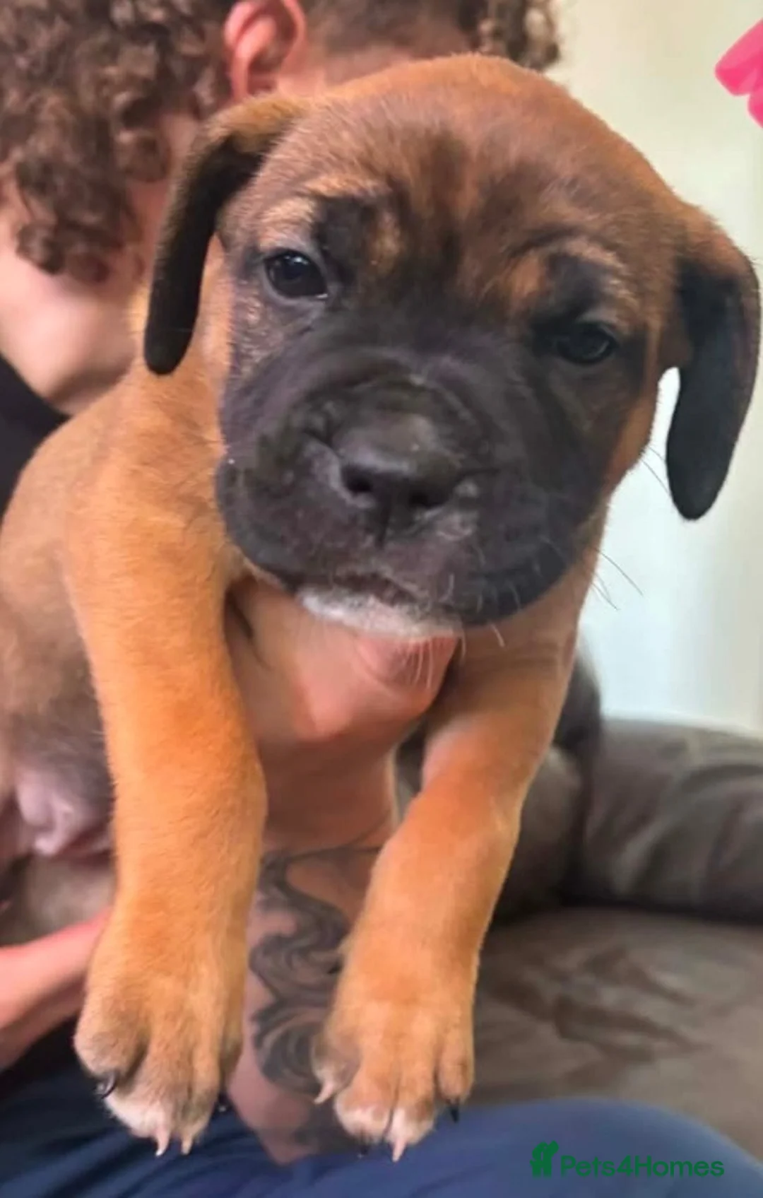 Mixed Breed dogs for sale: Mixed breed puppys  - Advert 2