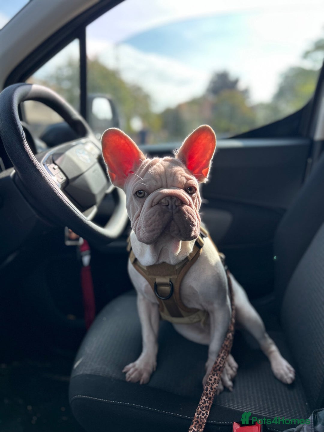 French Bulldog dogs for sale: French bulldog  - Advert 15