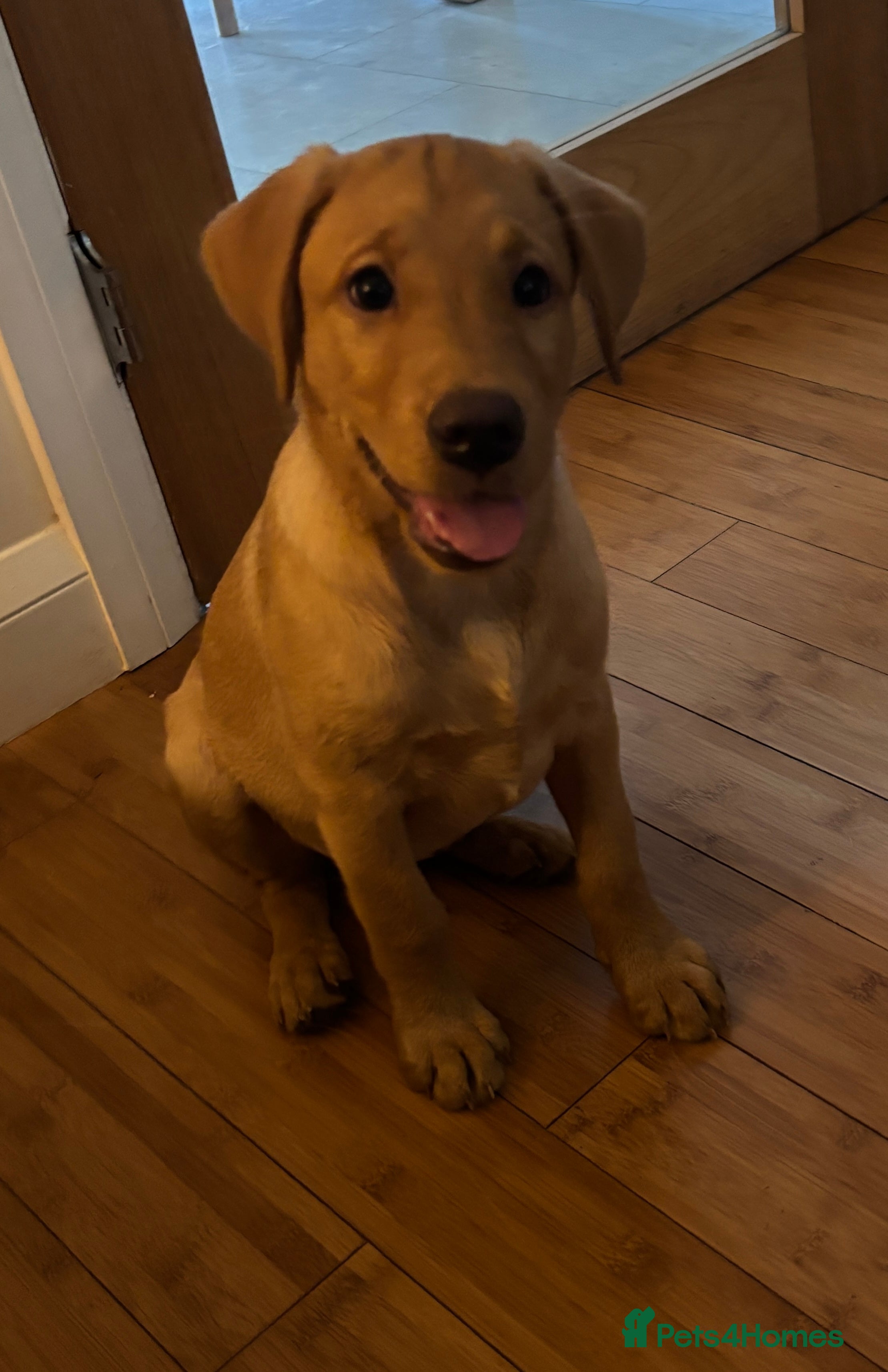 Labrador Retriever dogs KC registered Fox Red Labrador Puppies - Advert 2