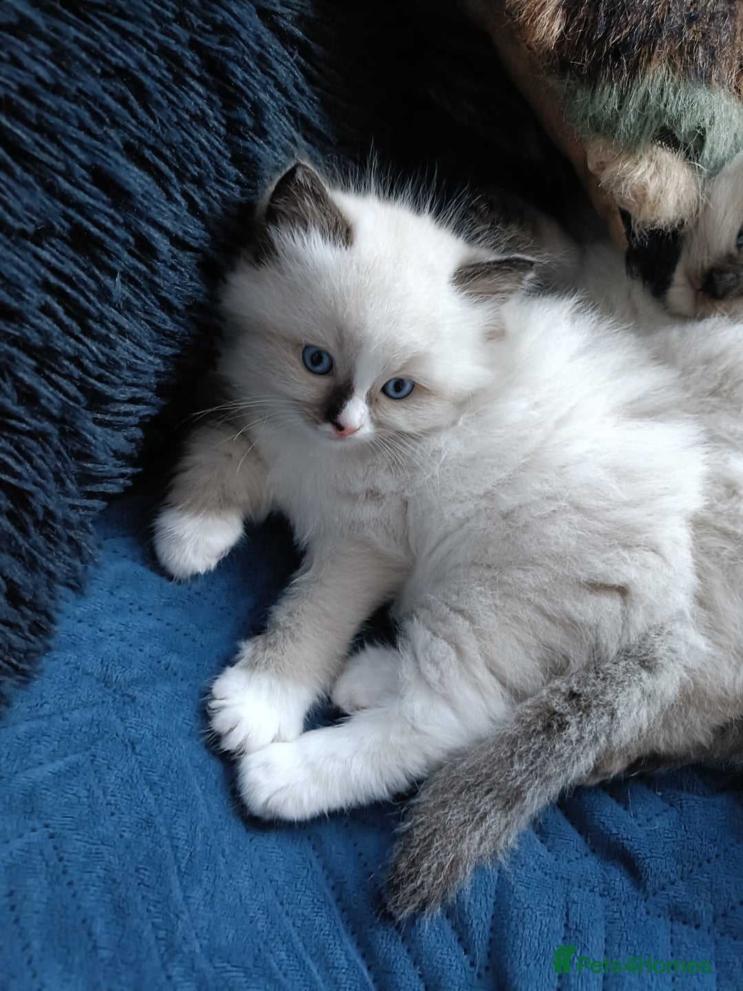 Ragdoll cats for sale: 💞 Beautiful Ragdoll 💞 - Image 20