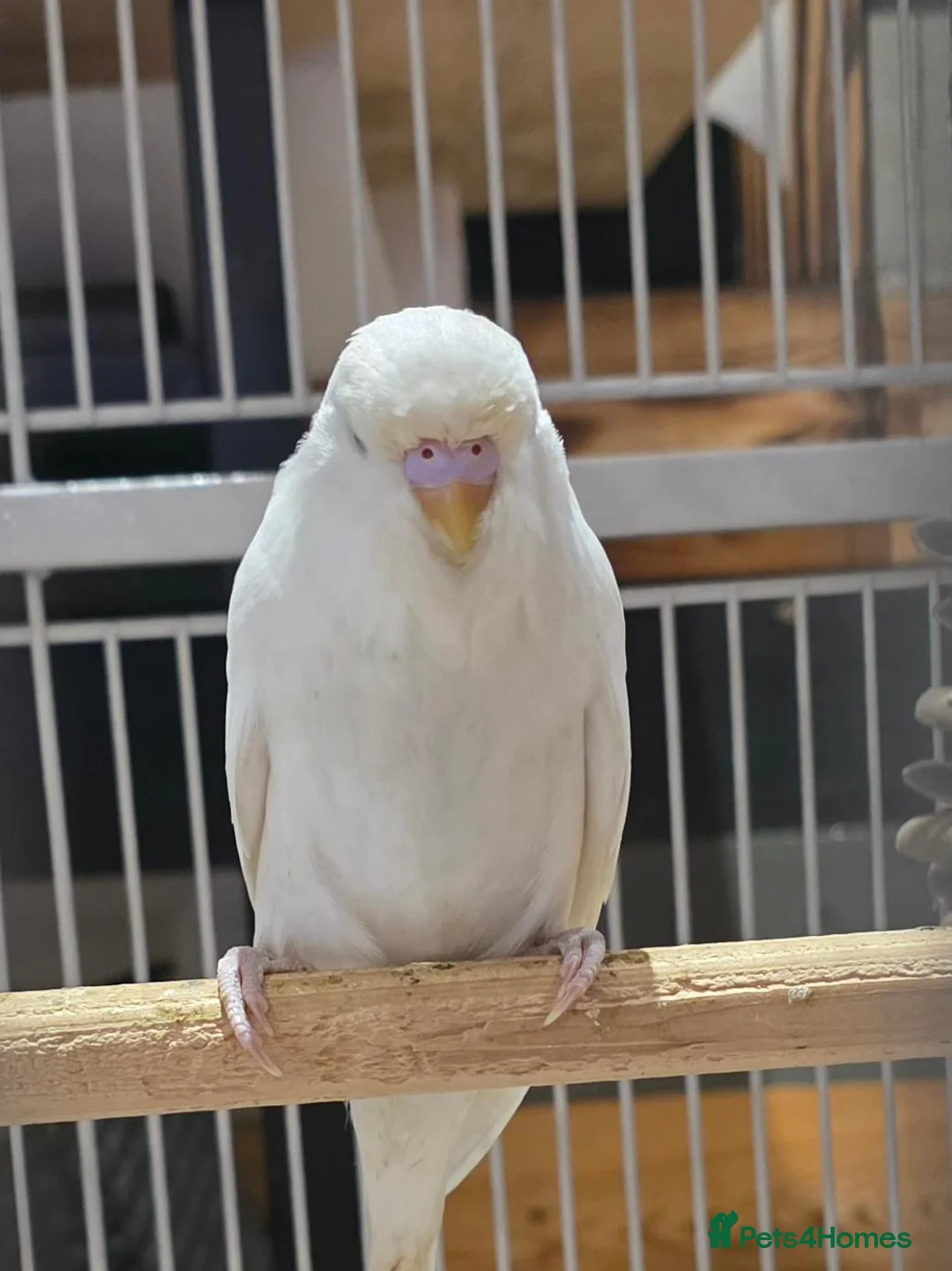 Budgerigars birds for sale: Baby budgies - Advert 2