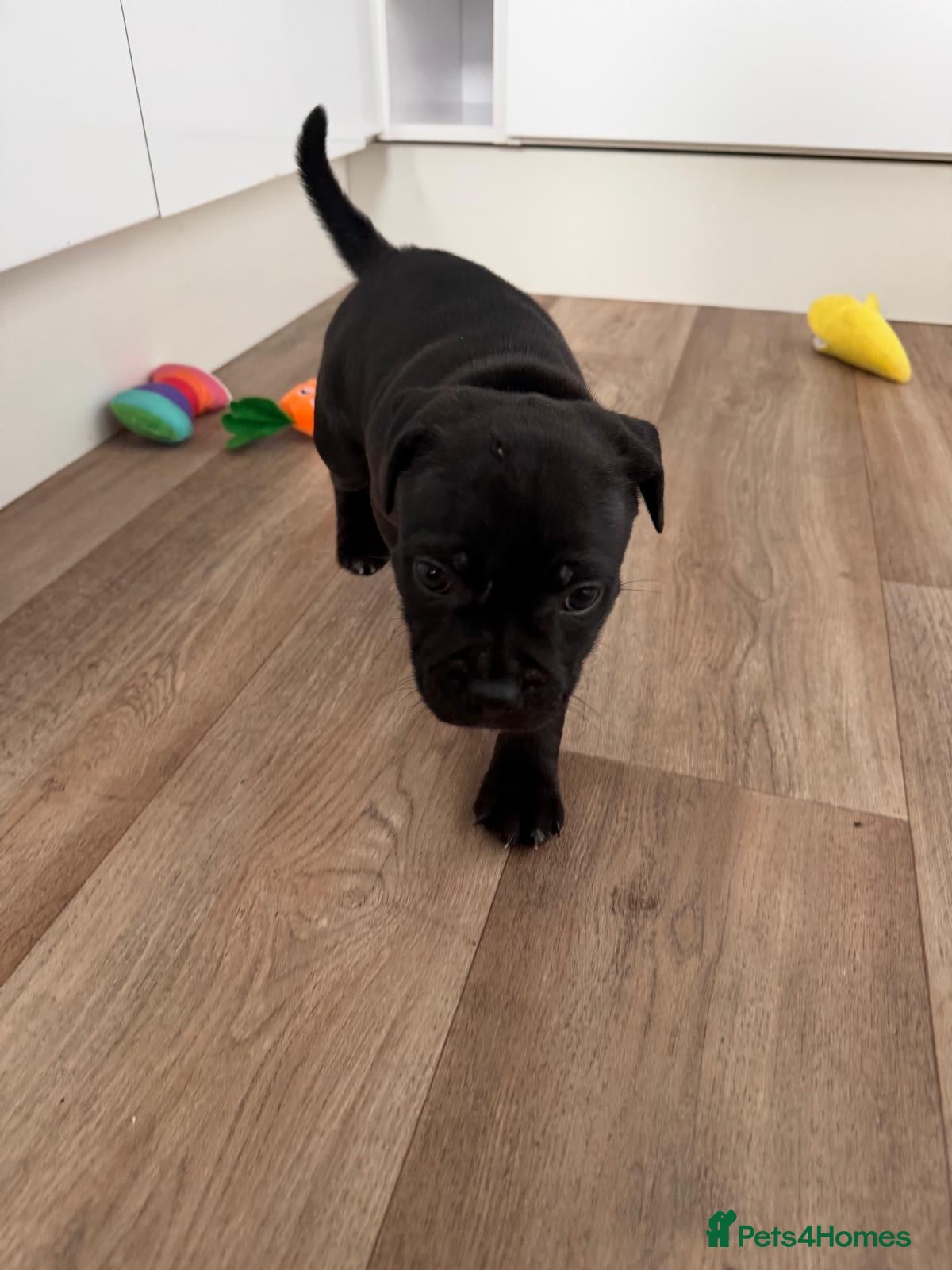 Staffordshire Bull Terrier dogs Last boy *REDUCED* Staffordshire Bull Terrier - Advert 1
