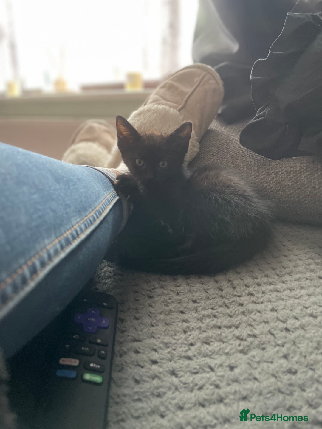 Mixed Breed cats for sale: Two beautiful mixed breed kittens  - Image 1