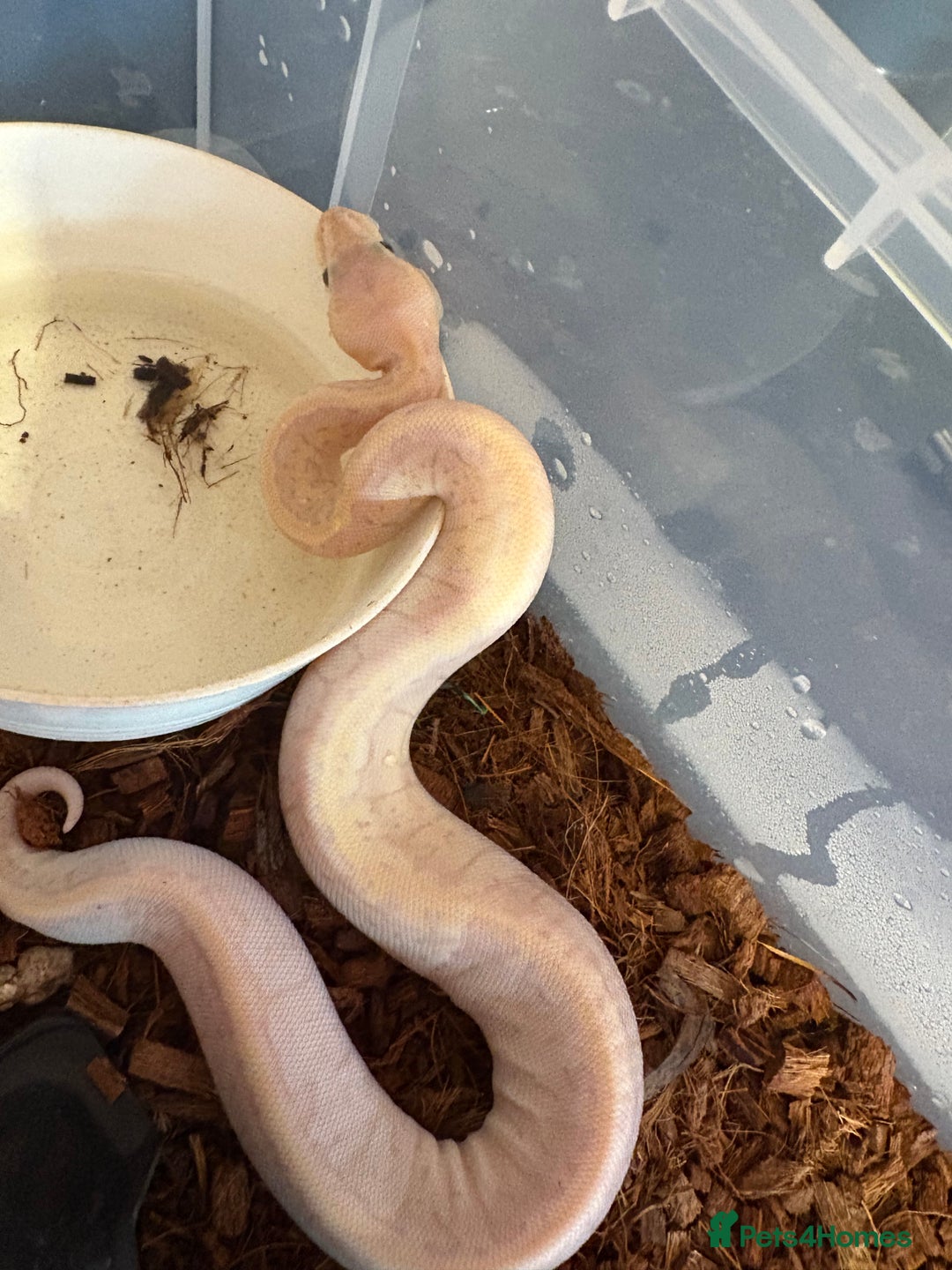 Python Snake reptiles for sale: 3 baby ball pythons for sale - Advert 3