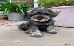 Miniature Schnauzer dogs for sale: *Ready Now* KC Miniature Schnauzers Fully Vacs - Image 9