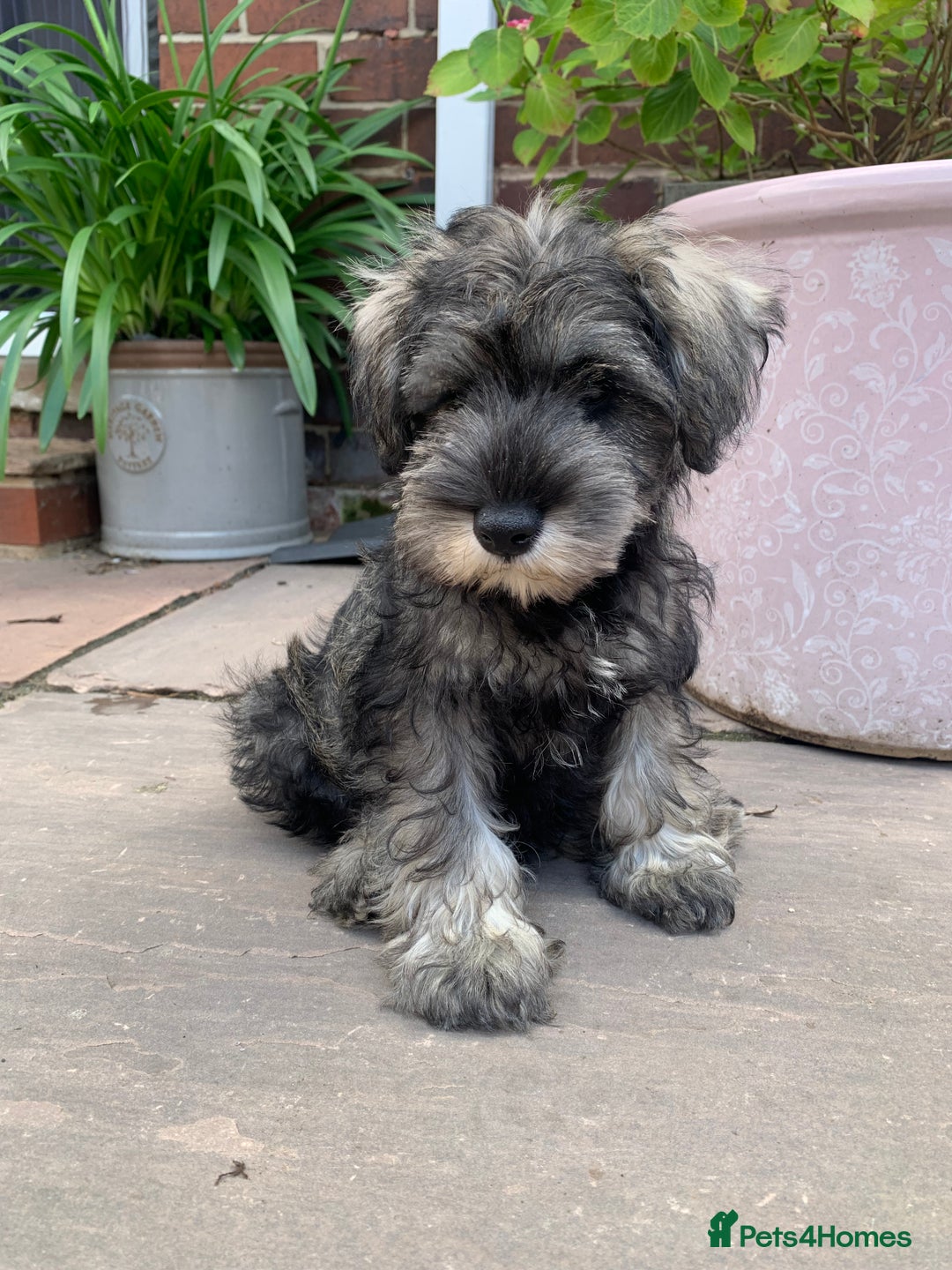 Miniature Schnauzer dogs for sale: *Ready Now* KC Miniature Schnauzers Fully Vacs - Image 9