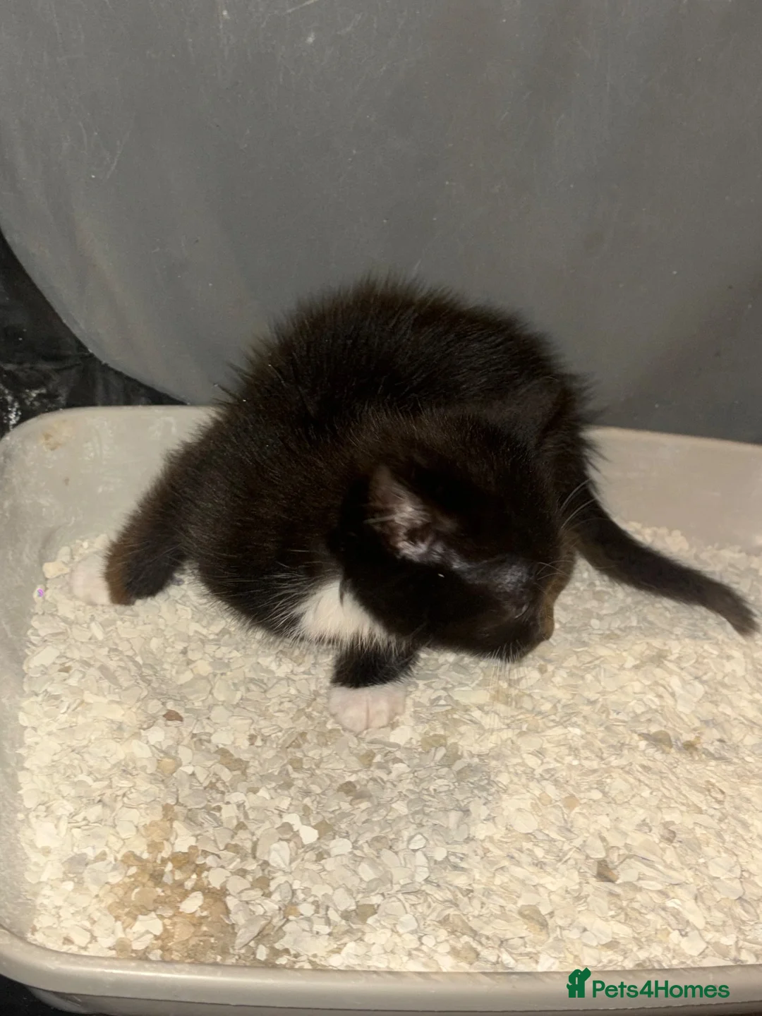 Mixed Breed cats for sale: British long haired mix breeds  - Advert 6