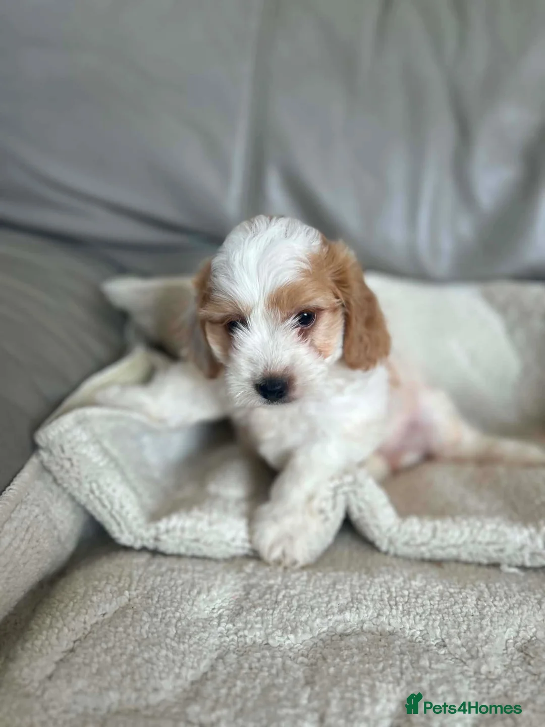 Cockapoo dogs for sale: Our beautiful cockapoo puppies - Advert 2