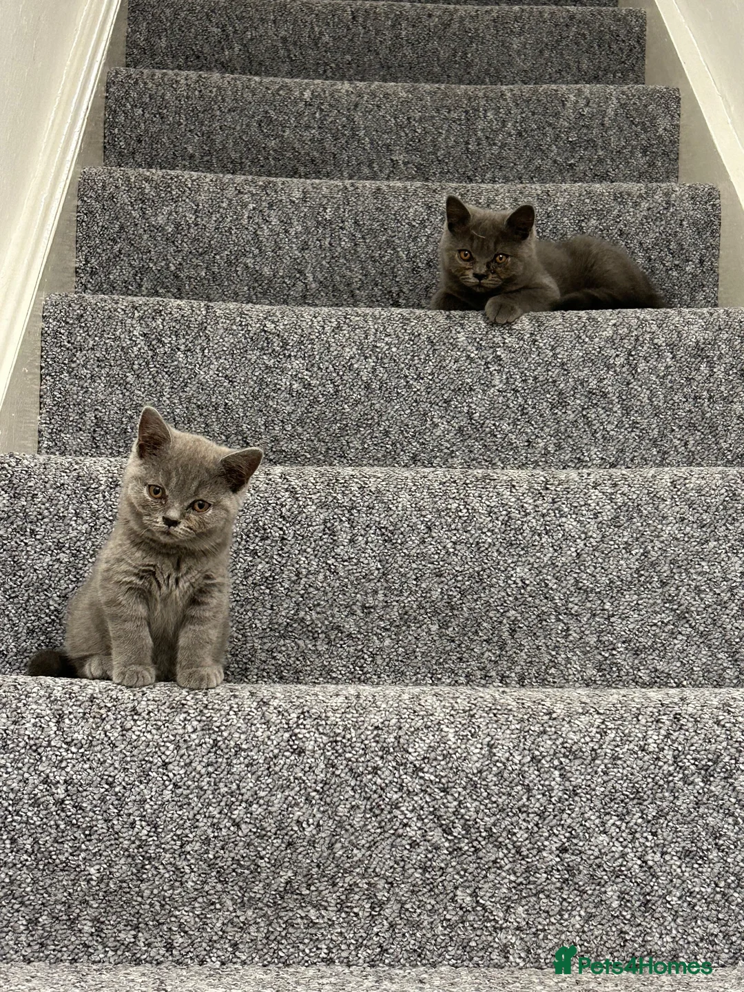 British Shorthair cats for sale: British Shorthair Kitten - Advert 2