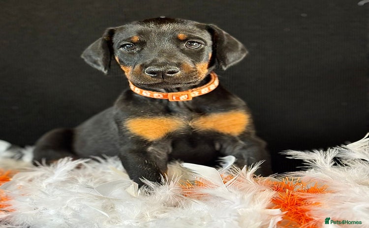 Dobermann dogs - Advert 2