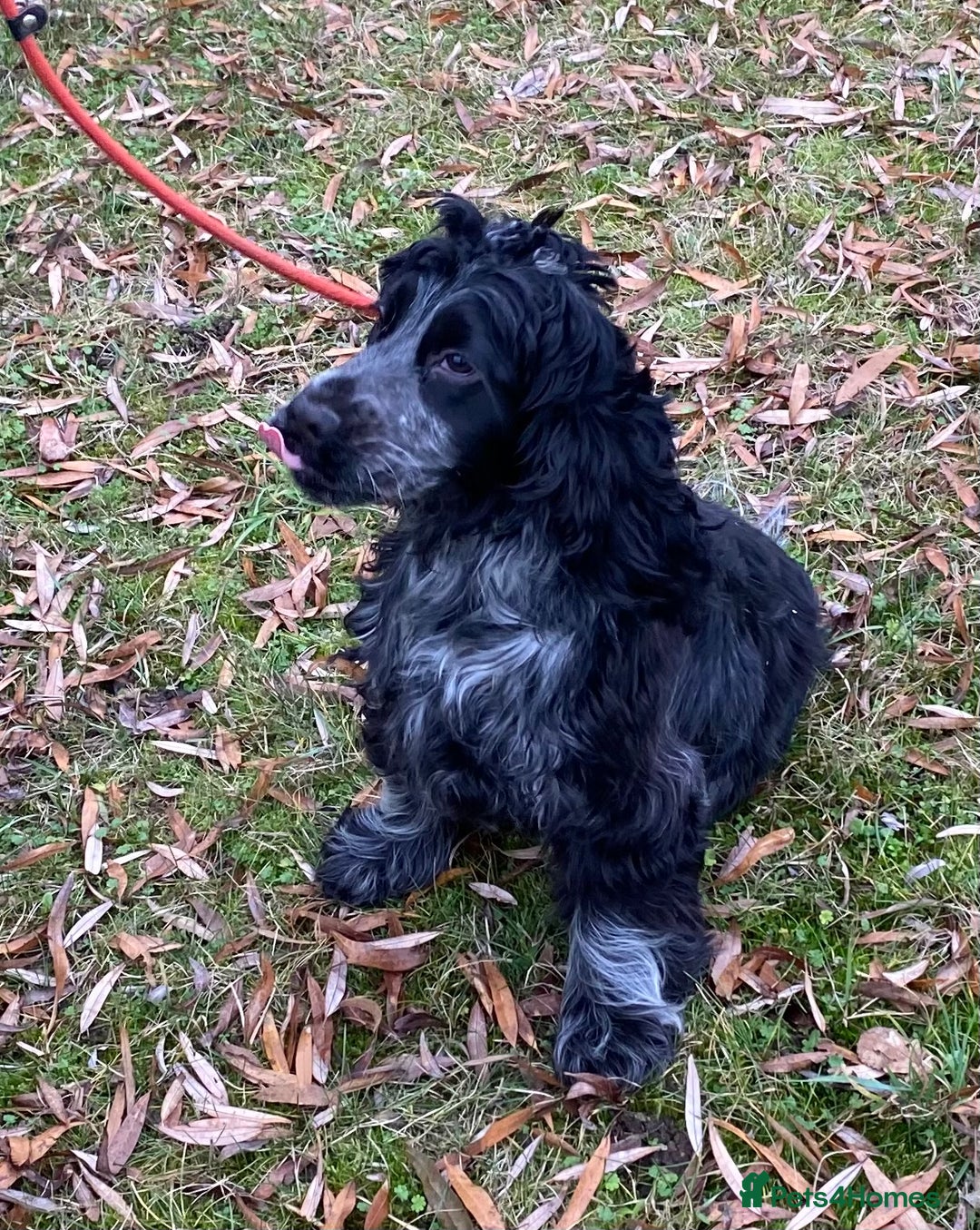 Cocker Spaniel dogs for sale: Adorable show cocker adult girls  - Advert 8