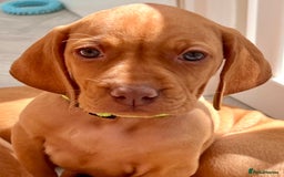 Hungarian Vizsla dogs for sale: 5 Generation Champ Pedigree KC Reg Vizsla Puppies - Image 12