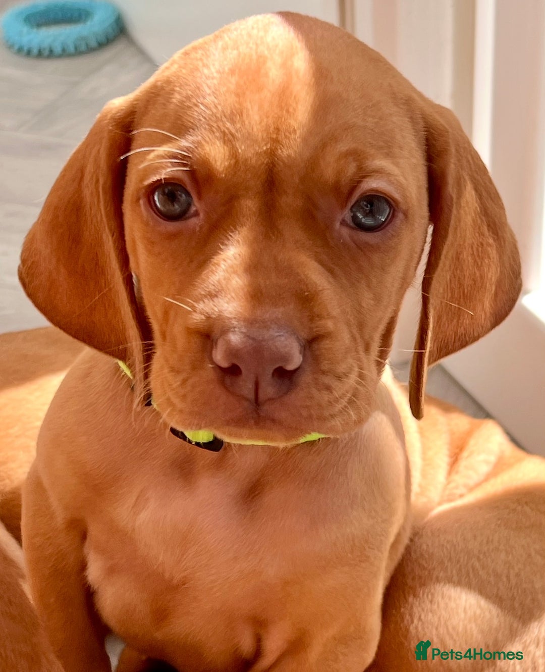 Hungarian Vizsla dogs for sale: 5 Generation Champ Pedigree KC Reg Vizsla Puppies - Image 12