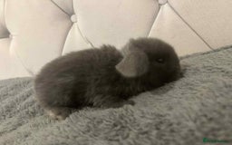 Mini Lop rabbits for sale: Mini lops for sale - Image 7