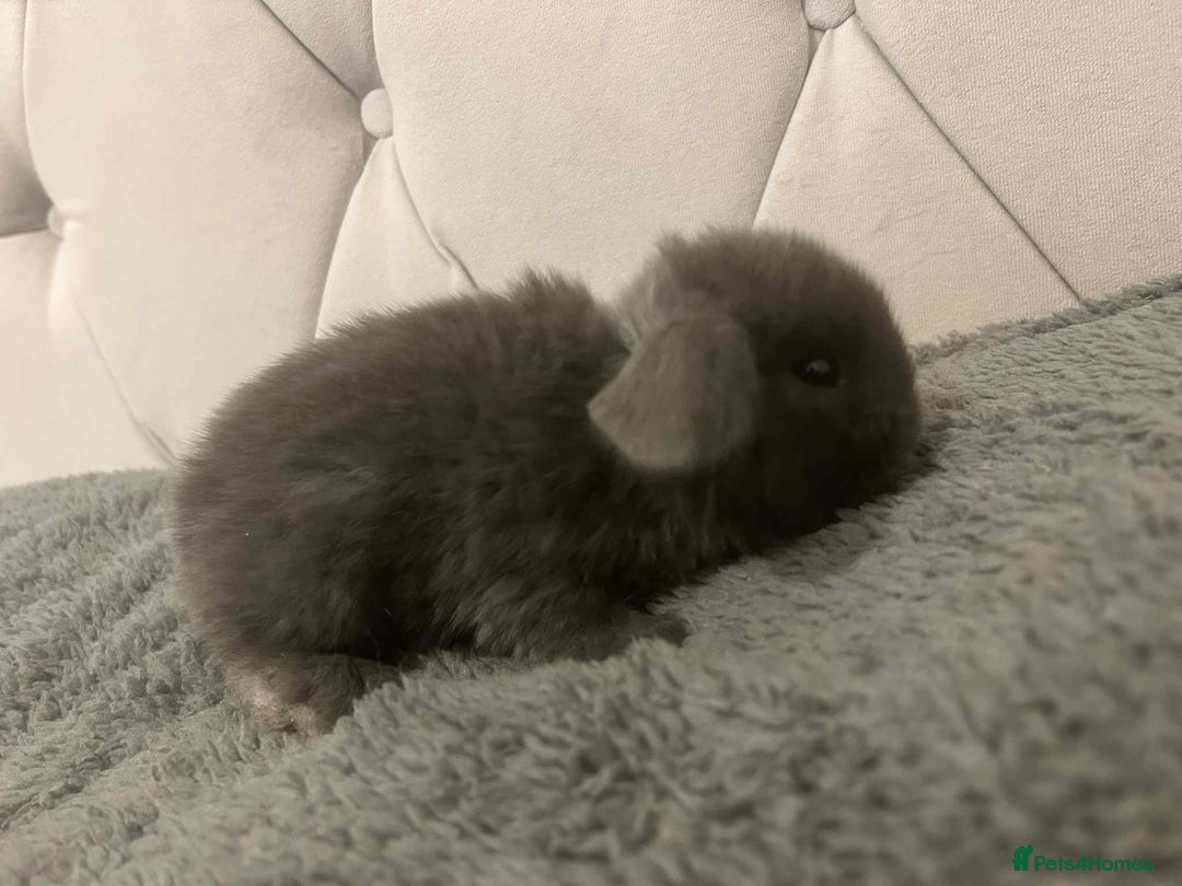Mini Lop rabbits for sale: Mini lops for sale - Image 7
