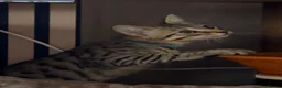 Savannah cats for sale: Ready to leave f4 kitten  - Advert 5