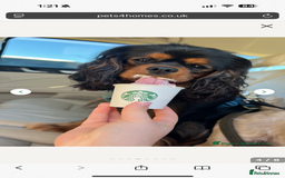 Cavalier King Charles Spaniel dogs for sale: Ruby boys kc cavalier King Charles puppies  - Image 25