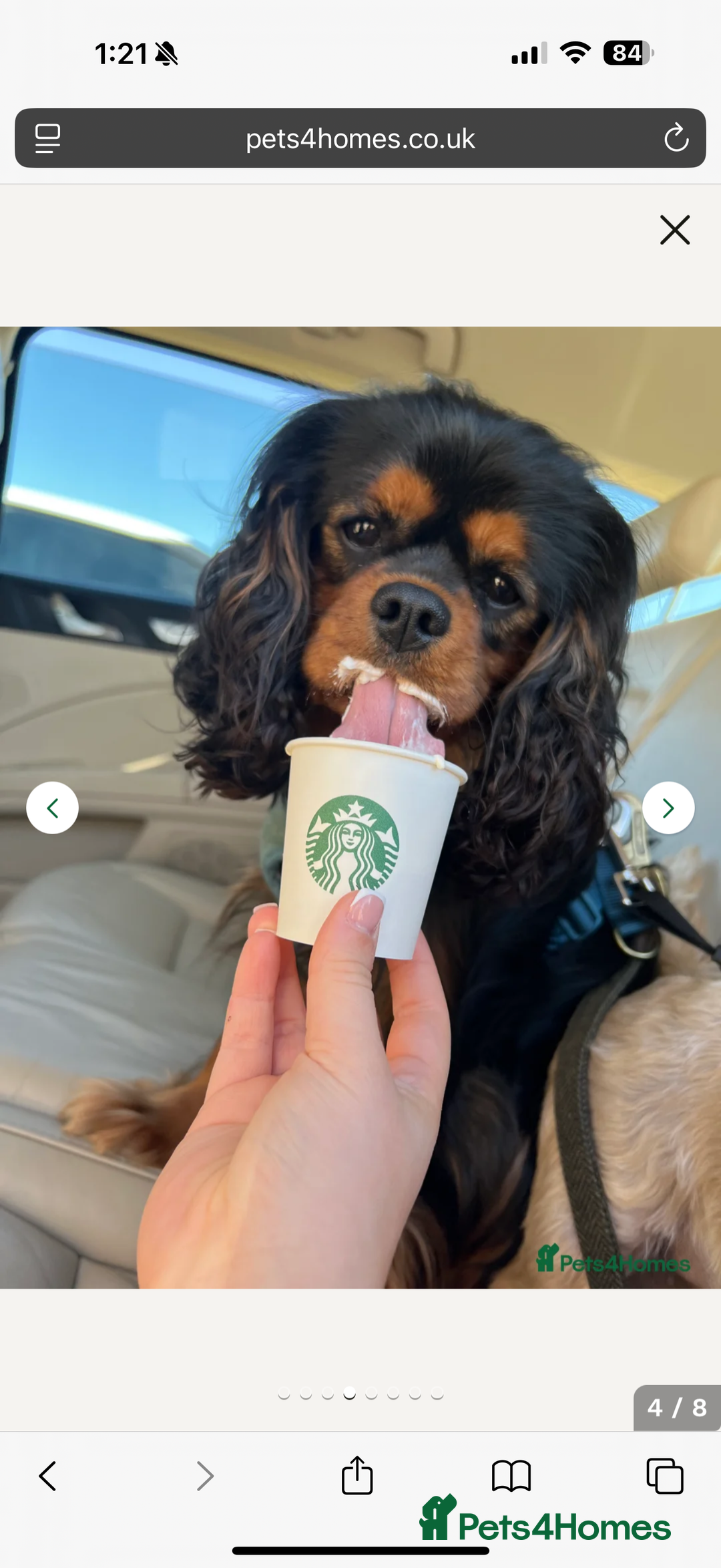 Cavalier King Charles Spaniel dogs for sale: Ruby boys kc cavalier King Charles puppies  - Image 25