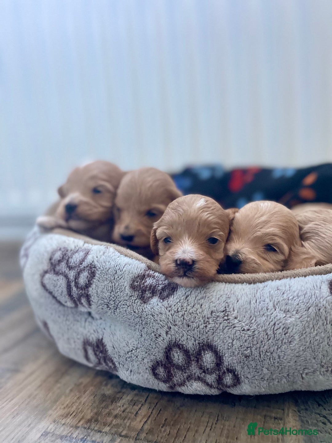 Maltipoo dogs for sale: Premium Red Caramel Maltipoo puppies F1 - Advert 5