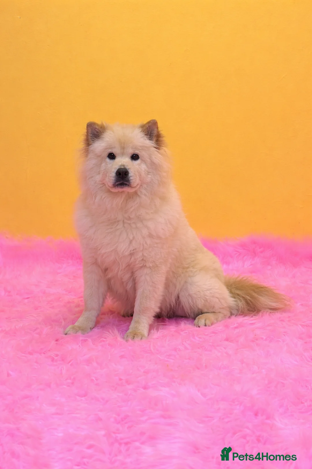 Mixed Breed dogs for sale: (Narla) Beautiful cream female adult chowsky  - Advert 3