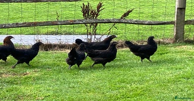 Chickens poultry - Advert 5