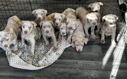 Cane Corso dogs for sale: Cane corso pups  - Image 13