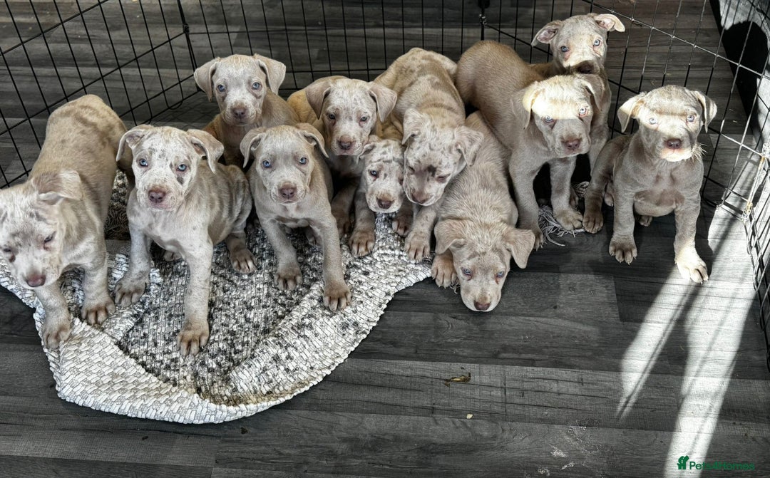 Cane Corso dogs for sale: Cane corso pups  - Image 13