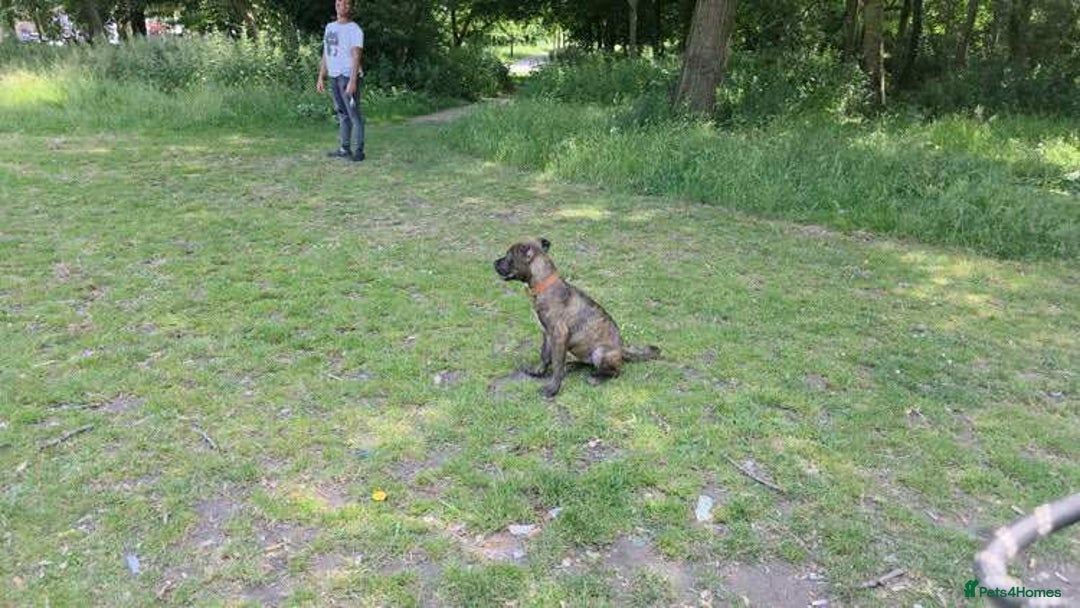 Mixed Breed dogs for sale: ROXY CUTE FAMILY DOG - Image 5