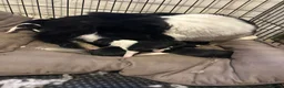 Border Collie dogs for sale: Collie pups available - Advert 8