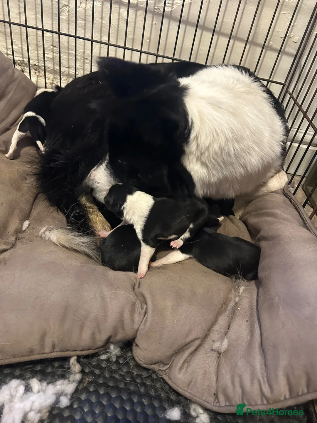 Border Collie dogs for sale: Collie pups available - Advert 8