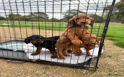 Cocker Spaniel dogs for sale: Working cocker spaniel - champion bloodlines  - Image 33