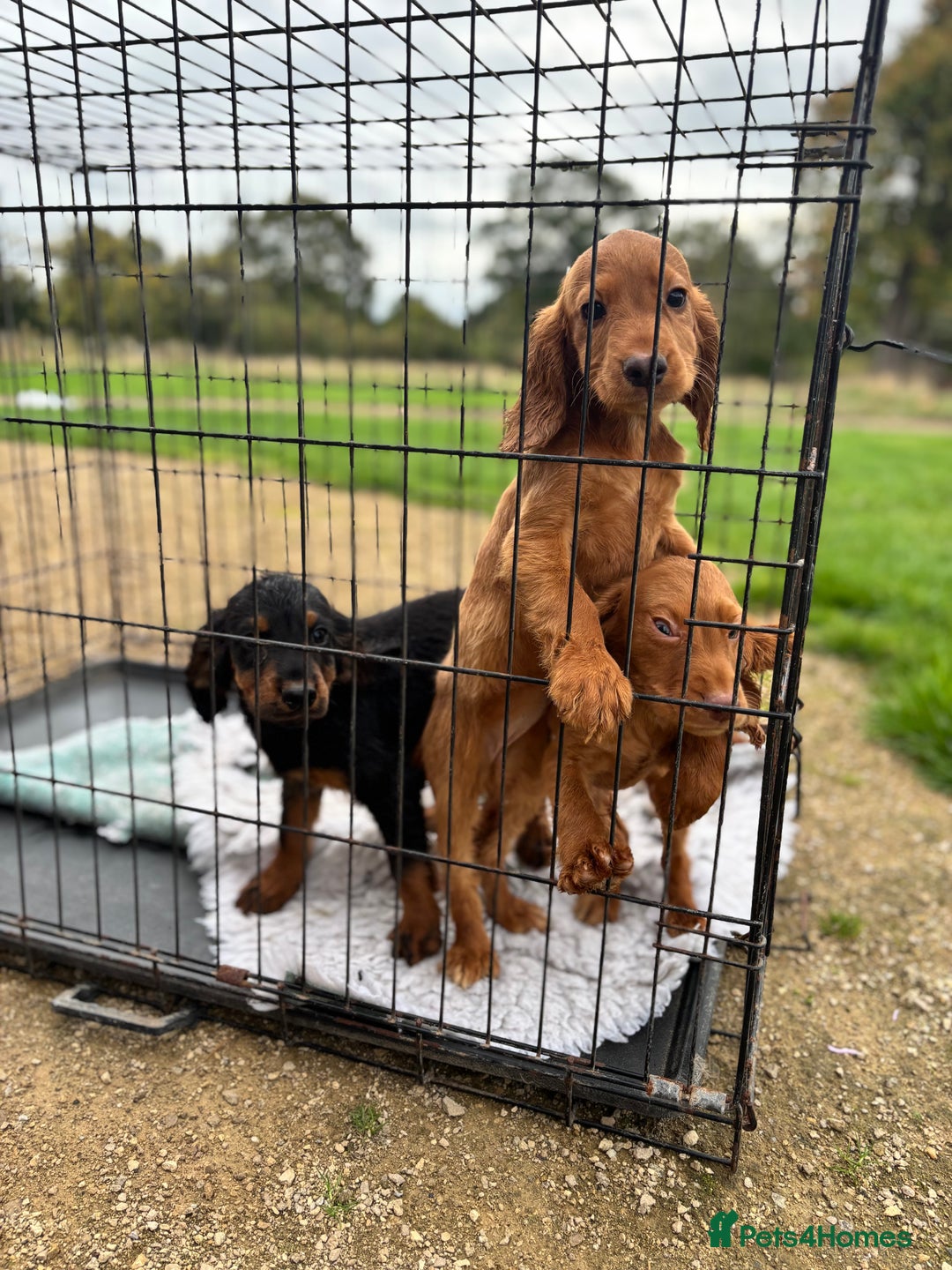 Cocker Spaniel dogs for sale: Working cocker spaniel - champion bloodlines  - Image 33