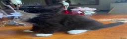 Mixed Breed cats for sale: Ginger Calico Tuxedo Kittens London-Richmond Sale - Advert 26