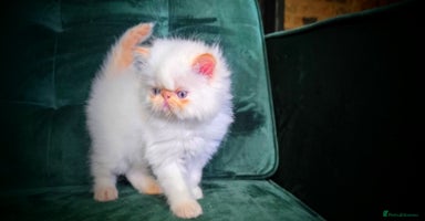 Persian cats - Advert 6