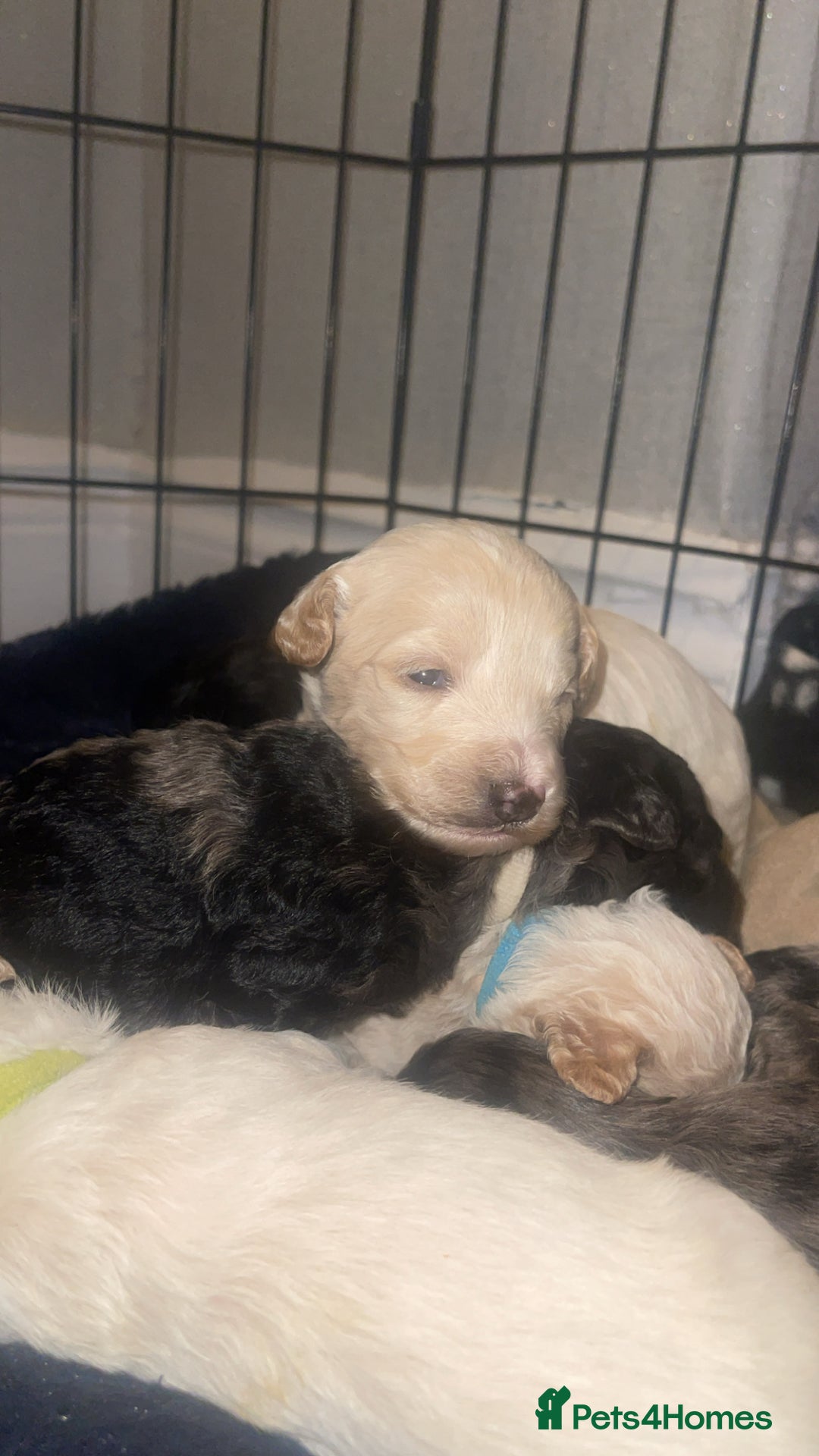 Mixed Breed dogs for sale: Cavapoochon X cockapoo - Image 17