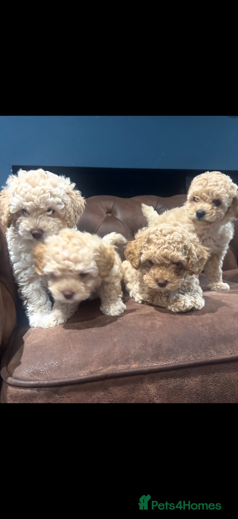Cavapoo dogs Stunning white toy cavapoo FHT  - Advert 15