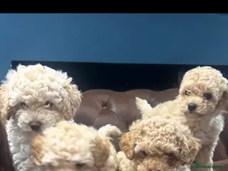 Cavapoo dogs Stunning white toy cavapoo FHT - Advert 11