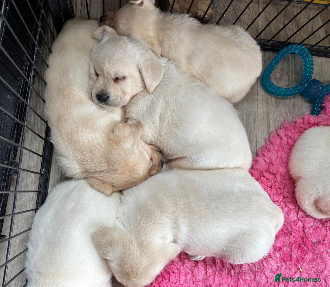 Labrador Retriever dogs for sale: Beautiful Labrador Puppies - Image 4