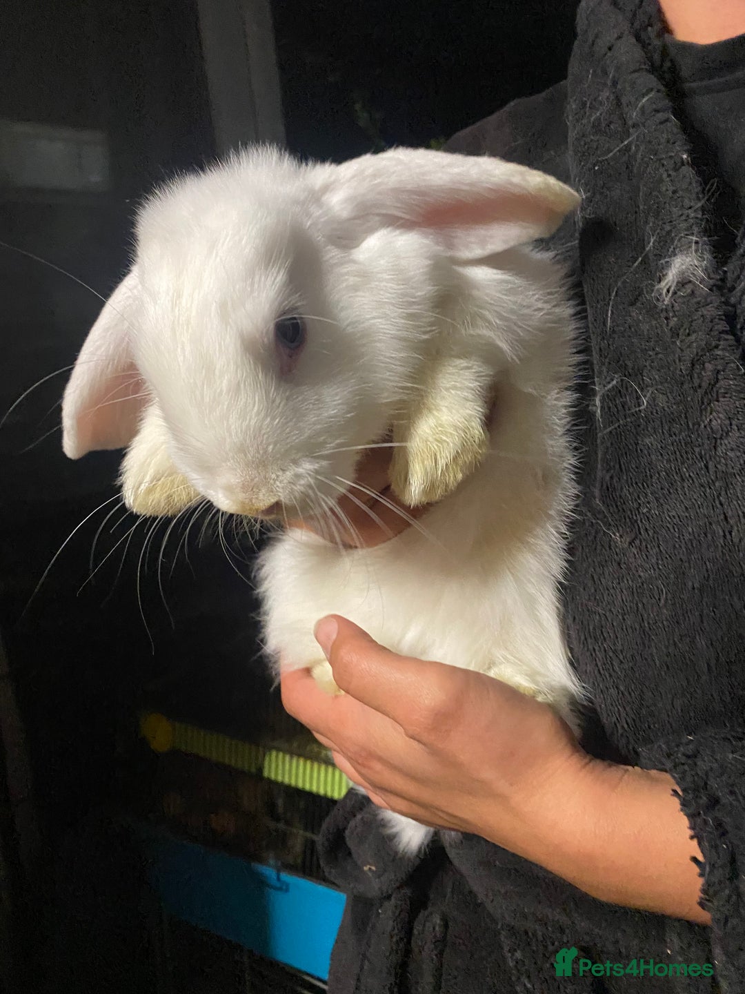 Mini Lop rabbits for sale: Mini lop bunnies for sale  - Image 12