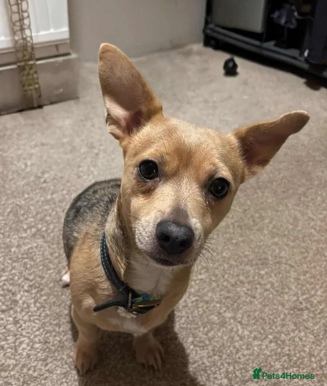 Jack Russell dogs for sale: Jack Russell Puppies, Ready 20th March - Advert 15