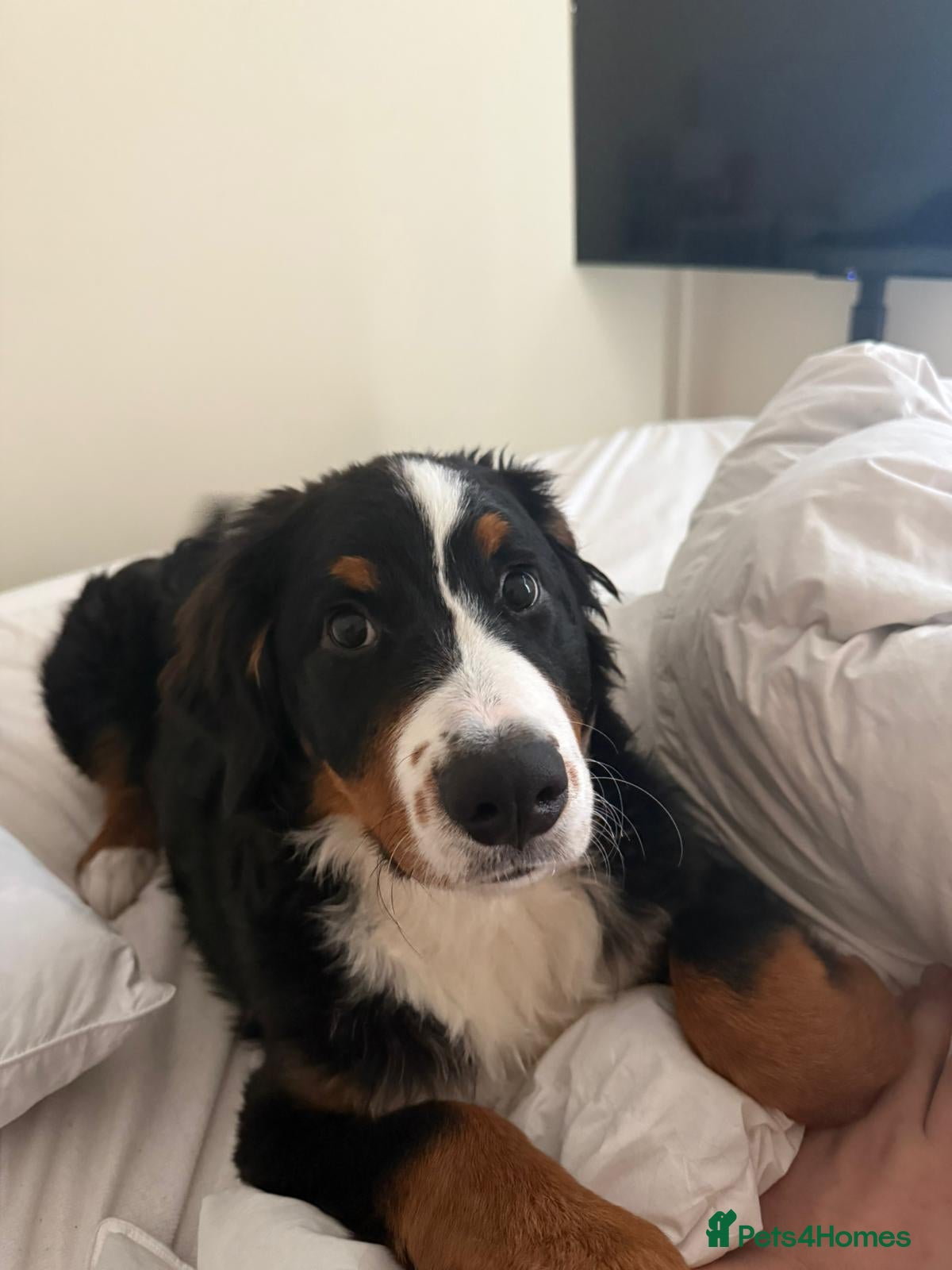 Bernese Mountain Dog dogs Bernese x border collie  - Advert 1