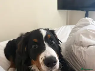 Bernese Mountain Dog dogs Bernese x border collie - Advert 1