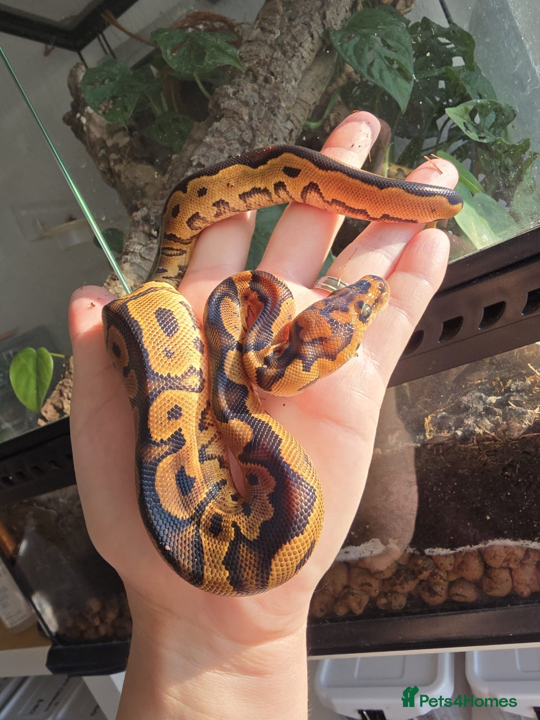Python Snake reptiles for sale: Ball pythons - Image 15