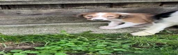 Mixed Breed dogs for sale: Border collie x saluki puppies in Beccles - Advert 3
