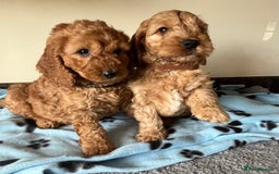 Cockapoo dogs for sale: Cockapoo puppies  - Image 17
