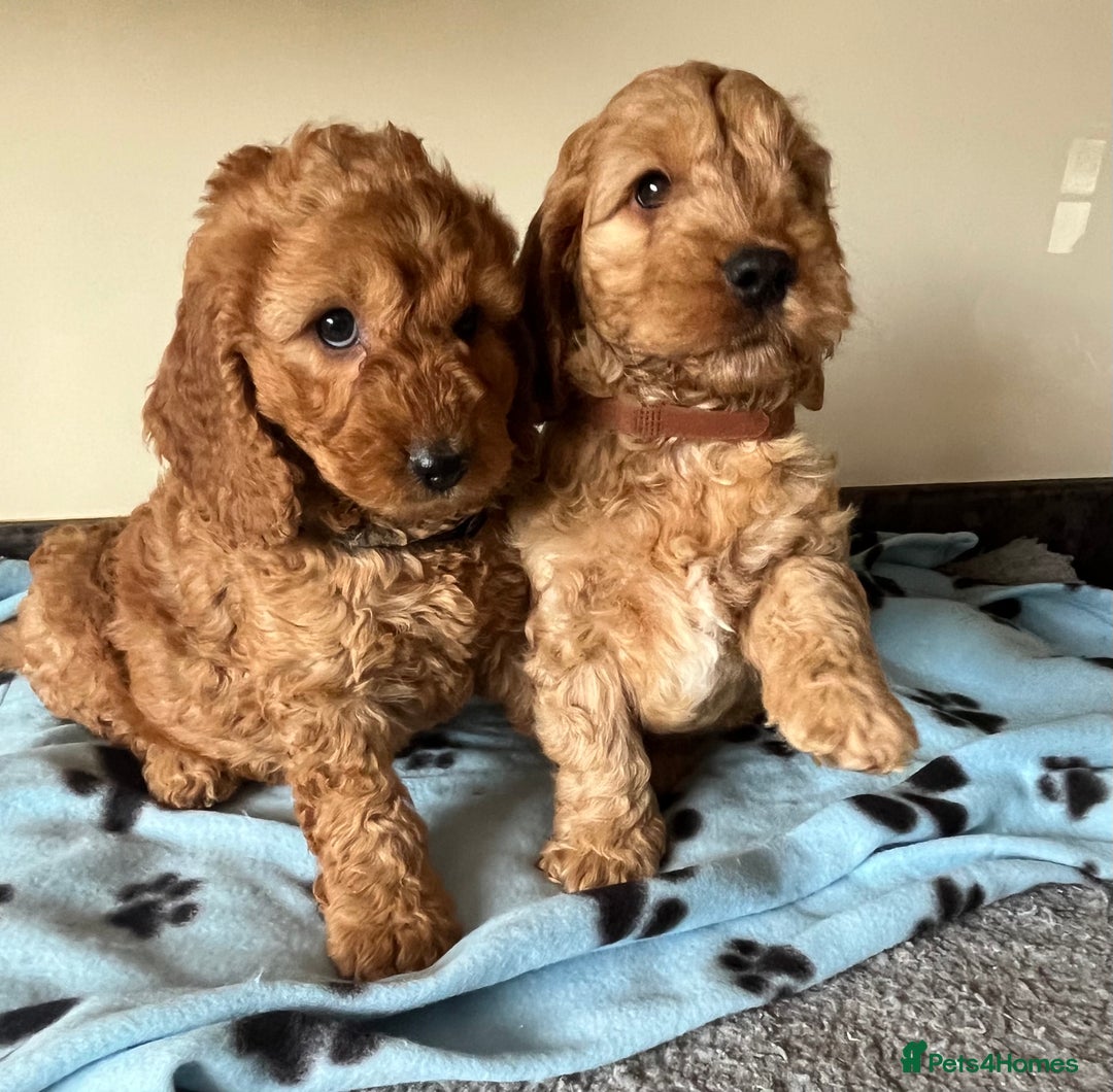 Cockapoo dogs for sale: Cockapoo puppies  - Image 17